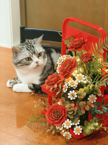 cat inspecting the upcycled flower basket