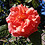 Janvi_Patel