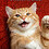 Lynda_Read